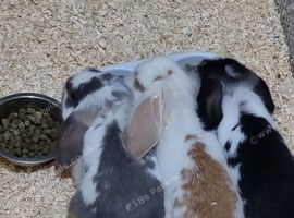 Mini cross lion lops