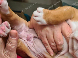 Old Tyme English bulldog cross boxer puppies