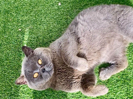 MASSIVE BSH BOY