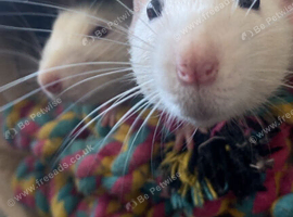4 boy rats