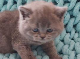 Pedigree British Shorthair kittens.
