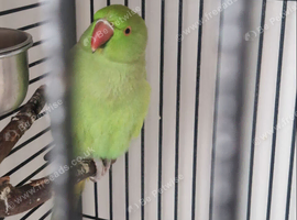 Ringneck