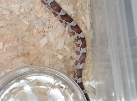 Baby corn snakes