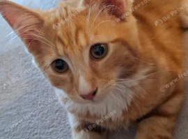Kitten