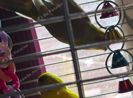 Proven Breeding pair kakaris