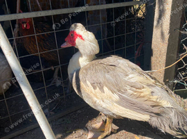 Male Muscovy Duck For sale
