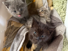 4 Maine Coon Kittens Looking for Forever Homes