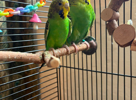 Budgie pair