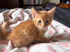 X3 boy kittens