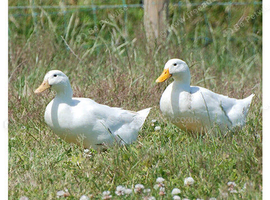 2 females  for Rehome