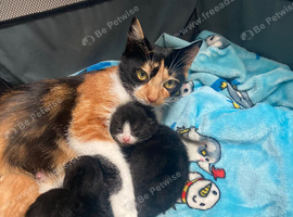 Calico kittens