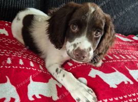 Springer Spaniel Puppy