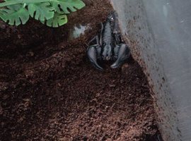 Scorpion