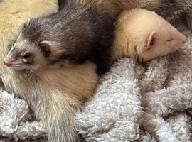 2 male ferrets cuddly