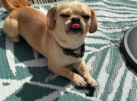 Pugalier for sale (chico)
