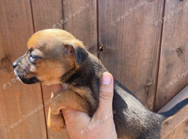 Adorable Jack Russell puppies