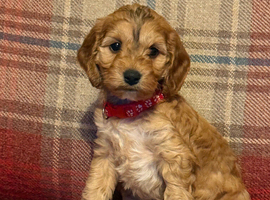 8x beautiful cockapoo puppies 5 boys 3 girls