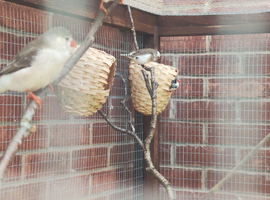 Zebra finches