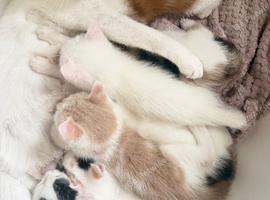 Kittens for sale