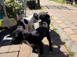 Ready now  Beautiful bedlington cross puppies