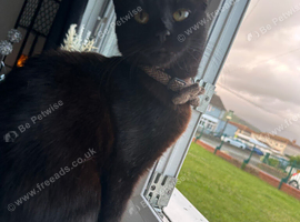 Luna &ndash; 10-Month-Old Black Cat Looking for a Loving Home