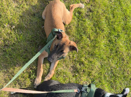 German shepherd cross Belgian mel