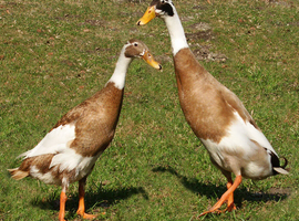 Ducks