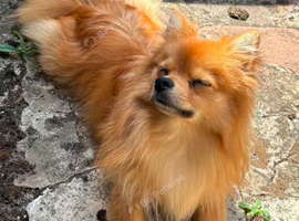 Gorgeous pomchi 7 months old