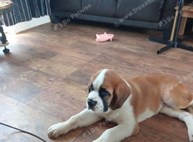 Fab looking boy puppy 5 months old
