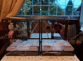 Gorgeous pair of young lovebirds plus cage and stand