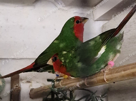 I have 3 pair of pied redfaced parrot finch for sale