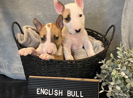 KC Registered English Bull Terrier Puppies