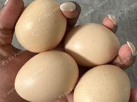 Chicken eggs for sale!