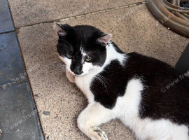 Beautiful Male Cat