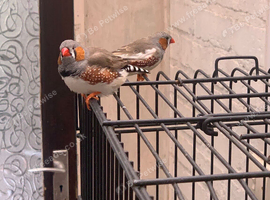 2 Male finches pair