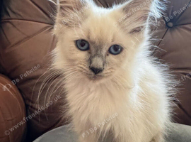 Stunning Ragdoll &times; Siberian Kittens