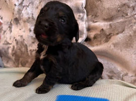 8 cocker spaniel puppies for sale