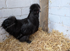 Silkie Cockerel free