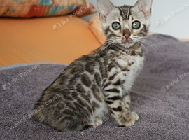 Gorgeous Bengal Girl Kitten
