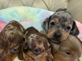 Beautiful Miniature Dachshund Puppies