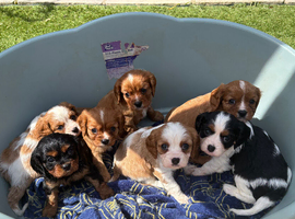 Absolutely gorgeous Cavalier puppies