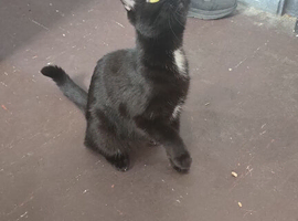 Black British shorthair 1year old female