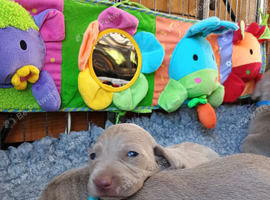 Beautiful KC registered Weimaraner Puppies. Hip Scored Parents. Champion bloodlines.Sire Show Weimaraner of the year 2025.