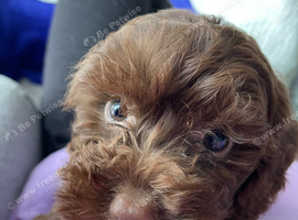 Chocolate cockapoo for new home