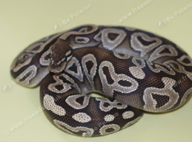 For sale Royal python