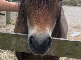 Miniature Shetland (non reg)