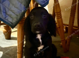 show type cocker spaniels