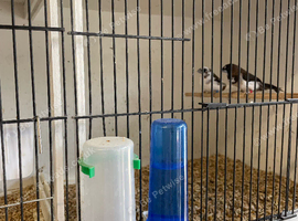 Breeding Pair of Bengalese
