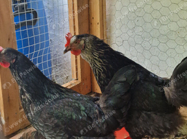 Chicken for sale