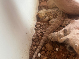 Selling bearded dragon with everything included